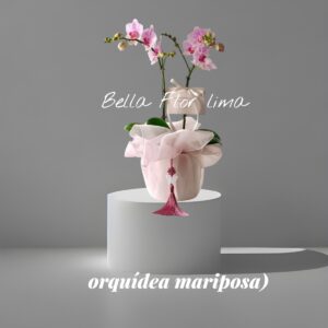 orquídea Phalaenopsis  mariposa