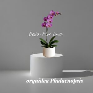 orquídea Phalaenopsis púrpura