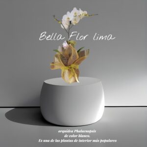 orquídea Phalaenopsis de color blanco.