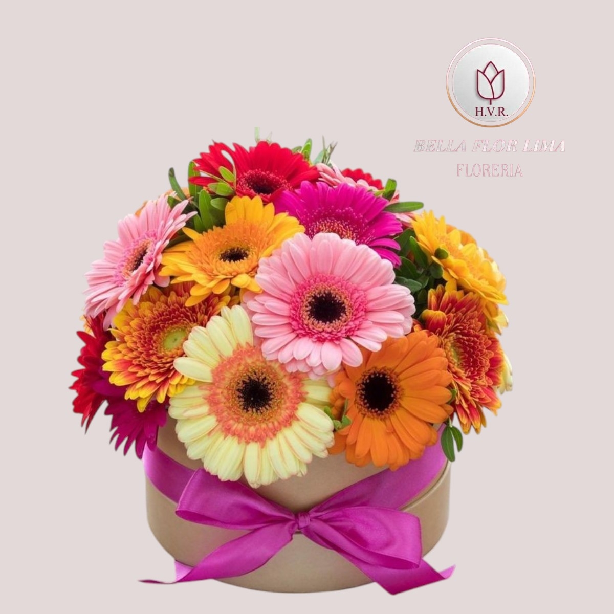 Gerberas coloridas "zeynep''